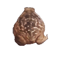 Frog_Froggo_Froge_Ribbit_SPIN.gif