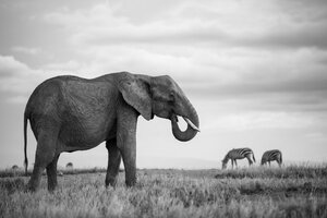 african-elephant-common-zebras-nature-wildlife-photography-james-warwick-bw.jpg