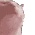 catfast_2.webp