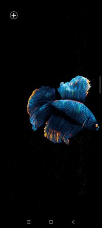 Screenshot_2025-11-04-18-31-02-987_com.maxelus.livewallpaper.betta120.jpg