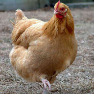 xChickens