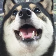didirui