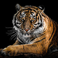 Tigerpower123