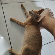 Baolo