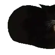Katzen_Archives