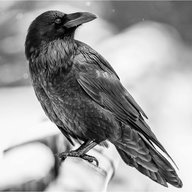 Ravencrow4243