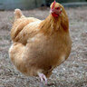 xChickens