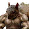 MinaMian