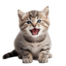 xMuehehe