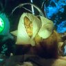 msstrindade