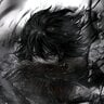 shapeshifter0