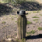CactusPal