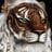 akela_missed